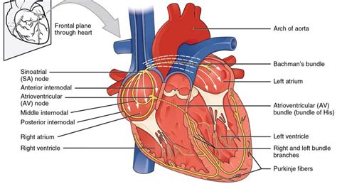 the force generated by left ventricle.